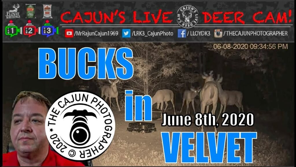 Whitetail Bucks in Velvet on Cajun's Live Deer Cam - In Memory of My Mom and Dad!