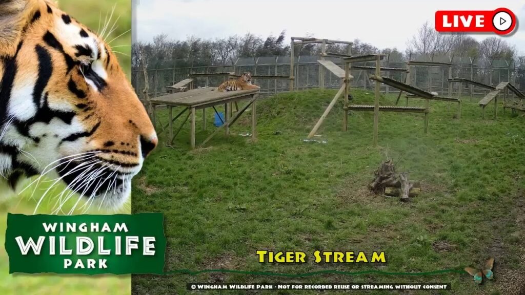 Wingham Wildlife Park Live Stream