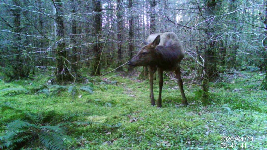 Wildlife Cam (April-May) Vancouver Island