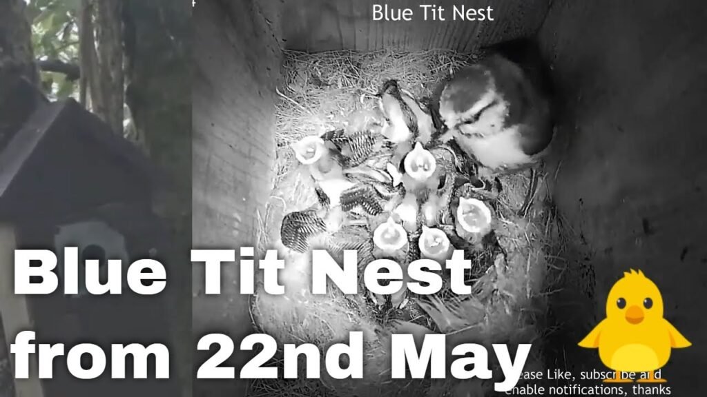 Blue Tit Nest Box Live Stream from May 22nd | Scotland