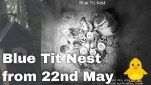 Blue Tit Nest Box Live Stream from May 22nd | Scotland
