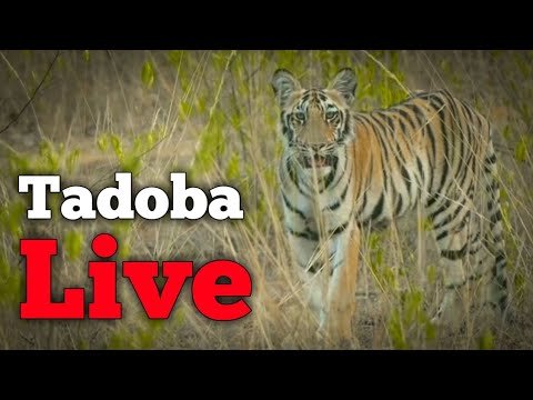 Tadoba Andhari Tiger Reserve || Live Safari || 2020