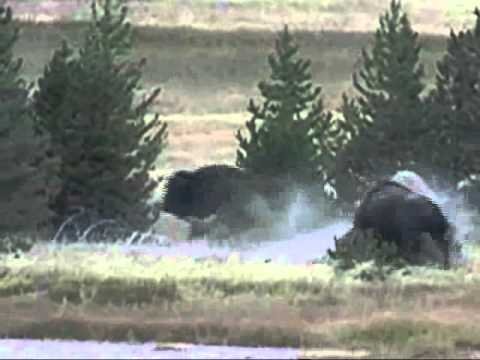 Awesome bison fight capture on Old Faithful Yellowstone webcam