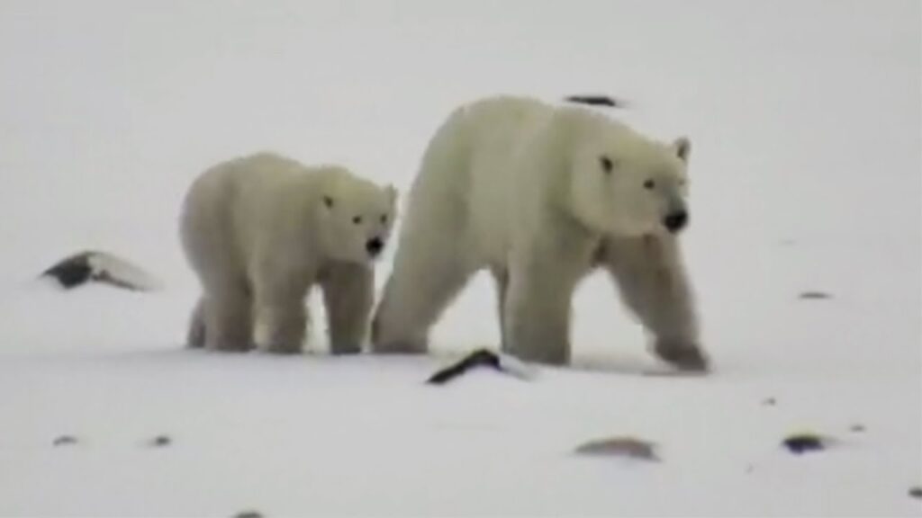 Polar Bear Live Stream for International Polar Bear Day | The Dodo