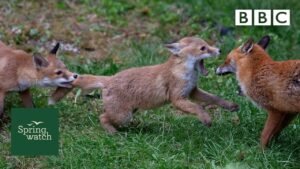 Our spring wildlife webcams live! 🐤🦊🐿 - Tue 2 June - Springwatch - BBC
