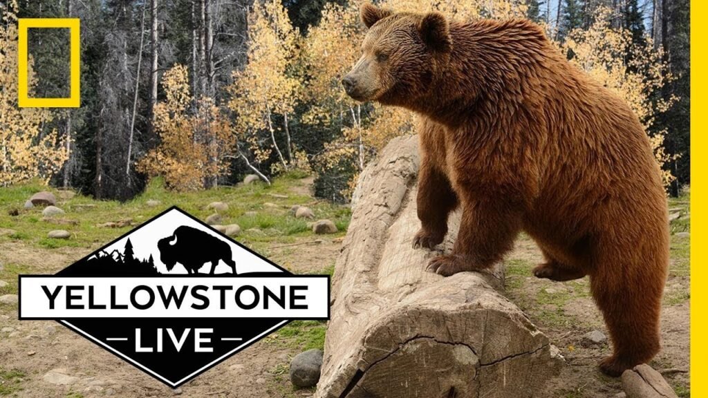 Grizzly Bears in Yellowstone, LIVE! | Yellowstone Live