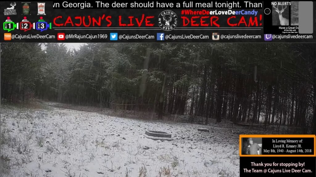 Snow is Falling on Cajuns Live Deer Cam in Dade County GA Sat Feb 8th 2020 - In Memory of  Mom & Dad