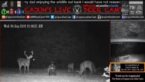 Bucks on Cajuns Live Deer Cam around the Capsule Feeder enjoying Deer Candy - In Memory of My Dad!