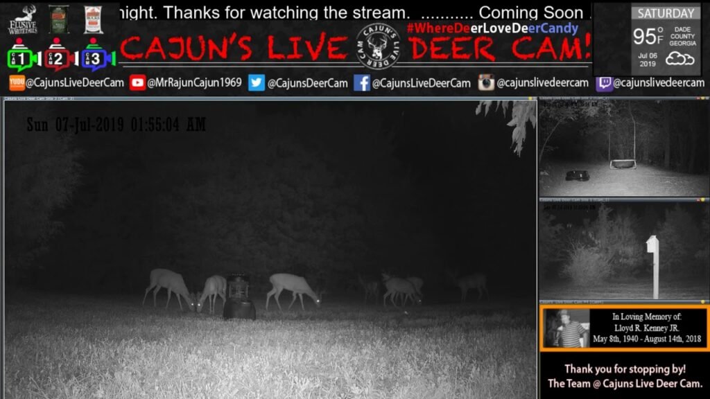 Capsule Feeder & The Bucks in Velvet on Cajuns Live Deer Cam - In Memory of my Dad