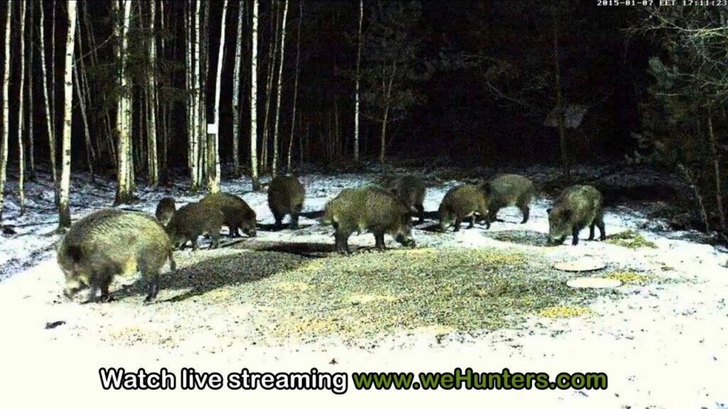 Wild boar cam | Live stream