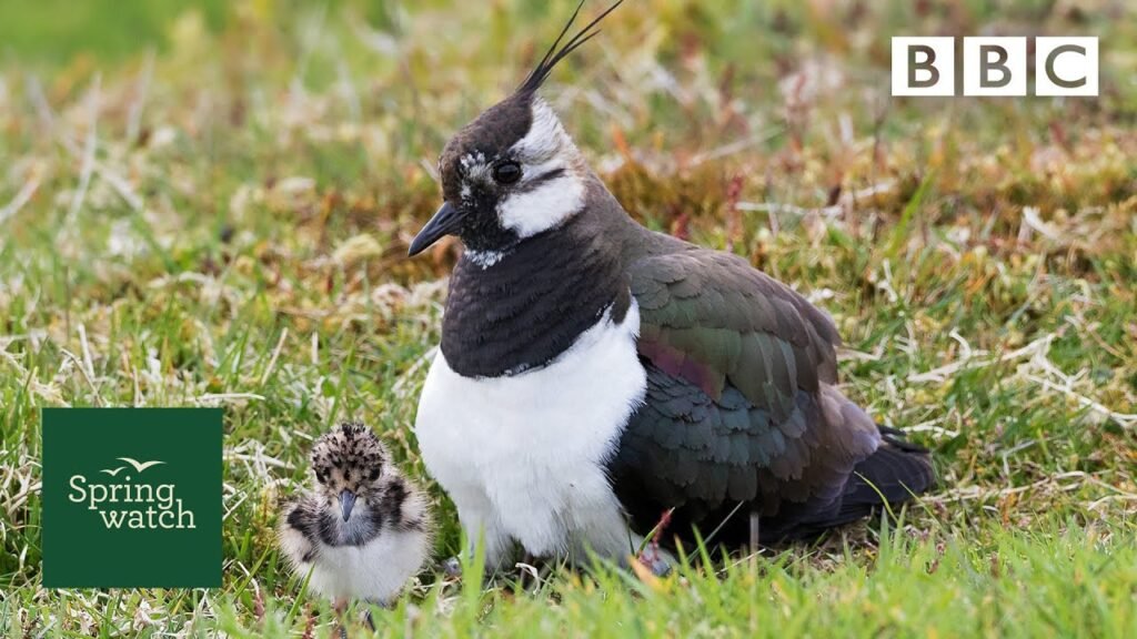 Our spring wildlife webcams live! 🐤🦊🐿 - Wed 3 June - Springwatch - BBC