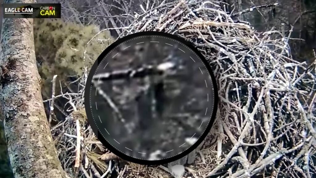 Bigfoot Sighting on Michigan Live Eagle Cam!