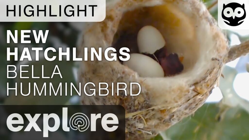 New Hatchlings - Bella Hummingbird Nest - Live Cam Highlight