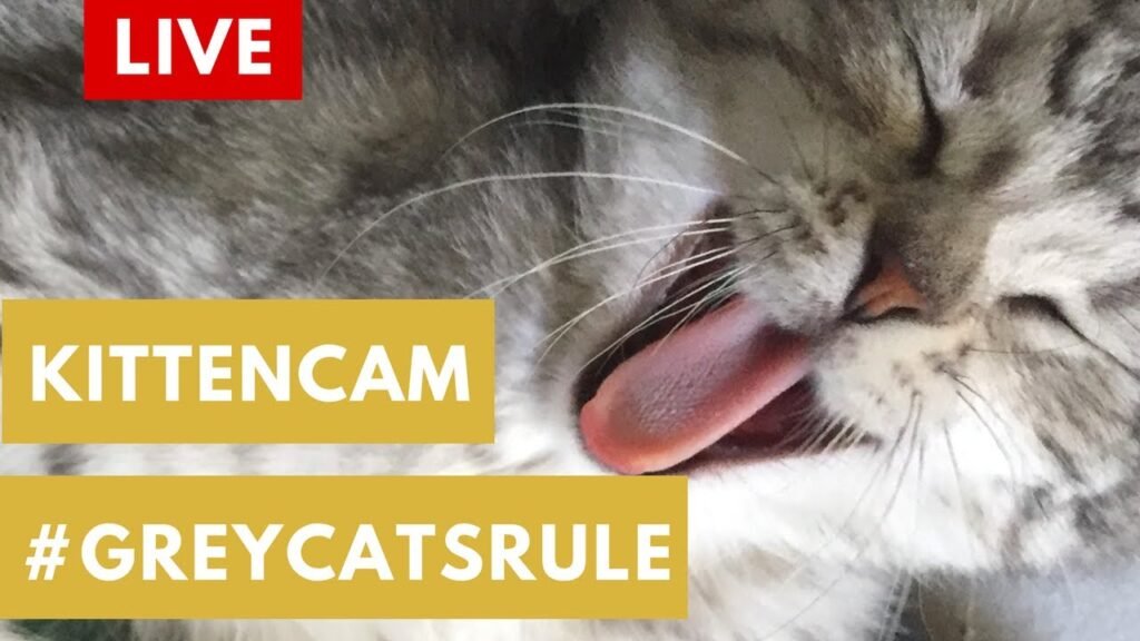 Foster Kitten Cam! 😻 - Cute Kitten Live Stream! 😻  by cuteavalanche #kittens #cats #catlovers