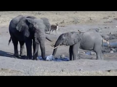 LIVE: Wild Elephants at African Watering Hole | The Dodo LIVE