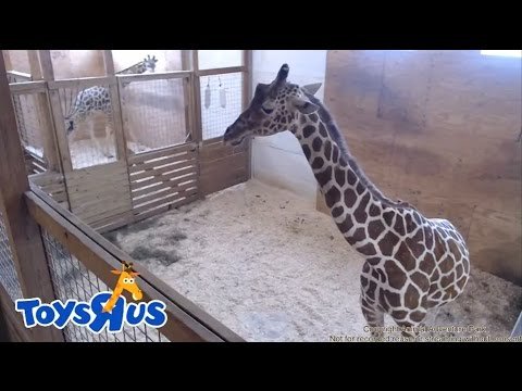 Animal Adventure Park's April the Giraffe - Live Birth - Archive footage