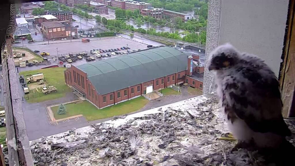 Single Digits Live Peregrine Falcon Nest Cam