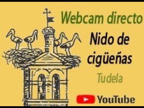 Nido de Cigüeñas de Tudela en directo / White Stork Nest Live Cam 🐣🐣🥚🥚