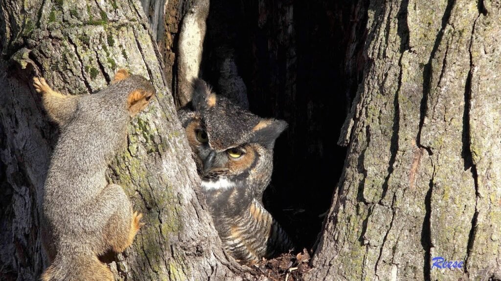 Wild Great Horned Owl - Indiana- HD Live Stream of Mom Sitting on Eggs - No Night Vision