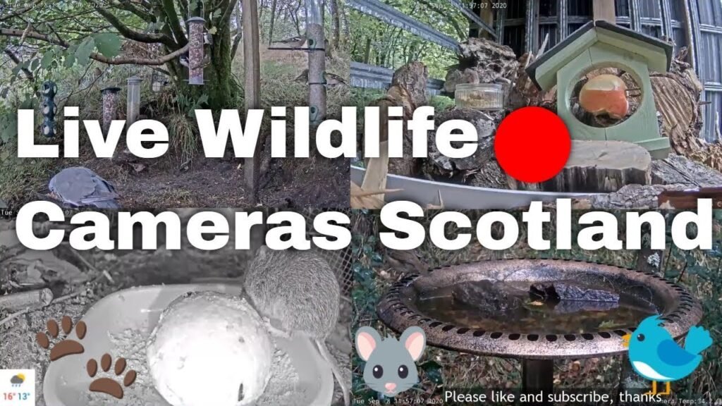 LIVE 🔴 Bird Feeders, Wildlife Cameras | Scotland UK