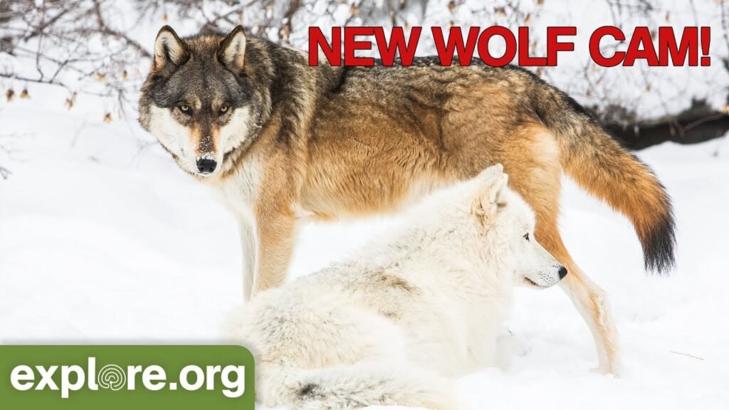 Wolf Cam Live Now on Explore.org!