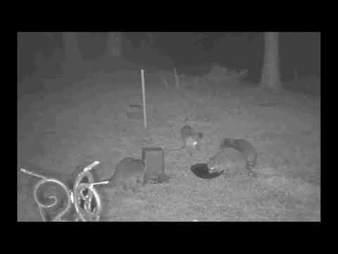 Raccoons and other Wildlife visit the Nightime Crittter Cam