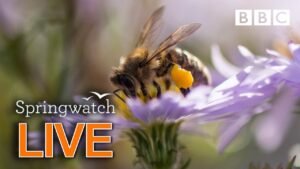 Cute wildlife cams 9 June  🐦🐿🐣 | BBC Springwatch