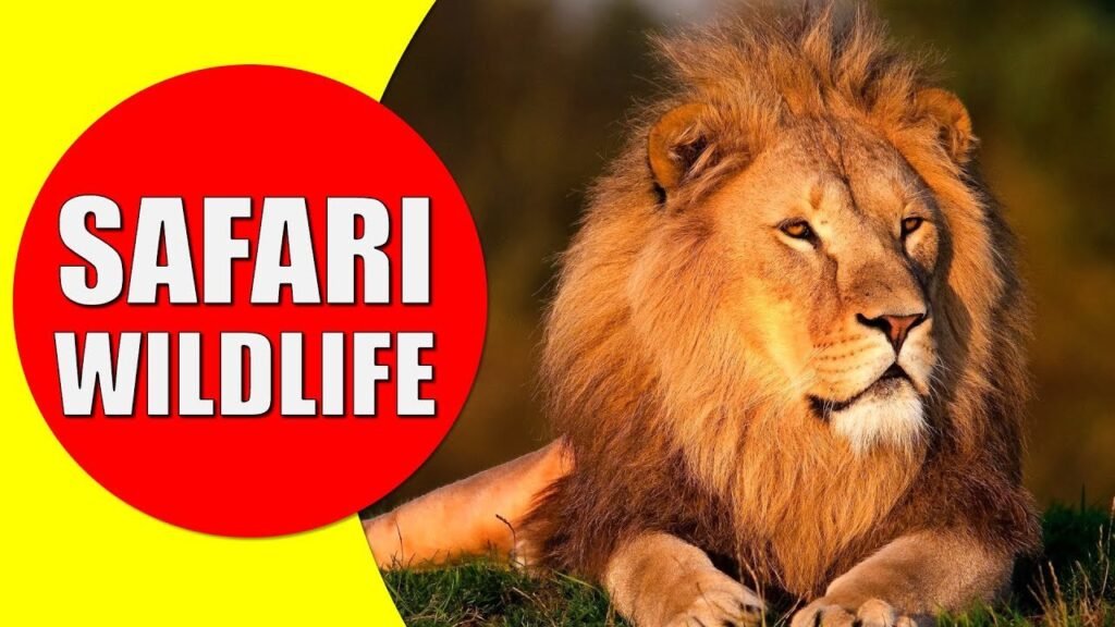 AFRICAN SAFARI WILDLIFE - Safari Visit for African Animals Documentary