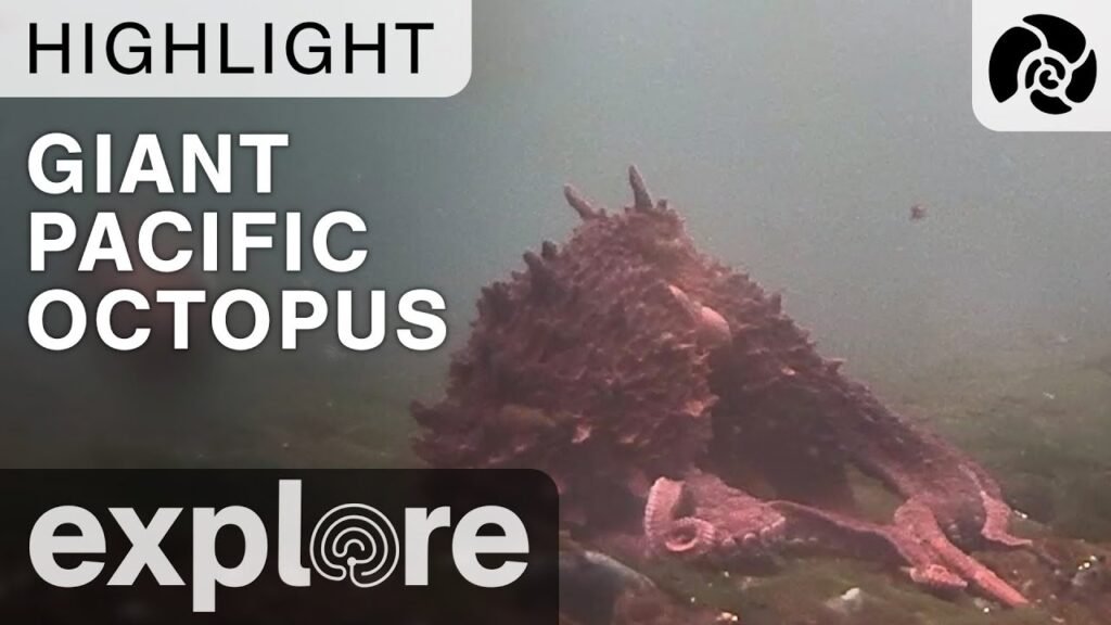 Giant Pacific Octopus - Orca Lab - Live Cam Highlight