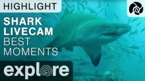 Cape Fear Shark Live Cam Best Moments Compilation - Live Cam Highlight