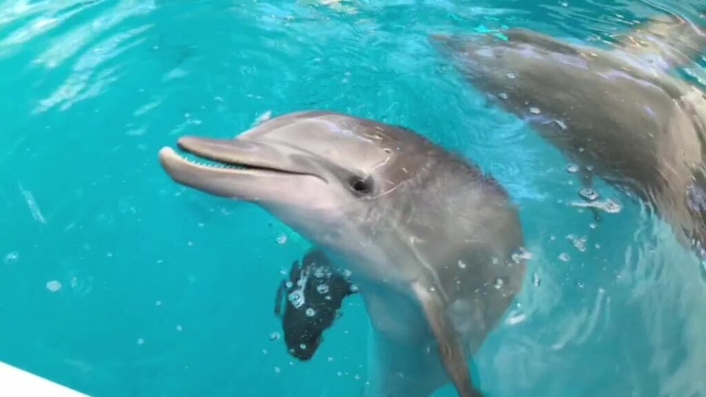 Winter and Hope Dolphin Playtime