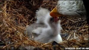 EagleCam 2020 Feeding 2 Chicks
