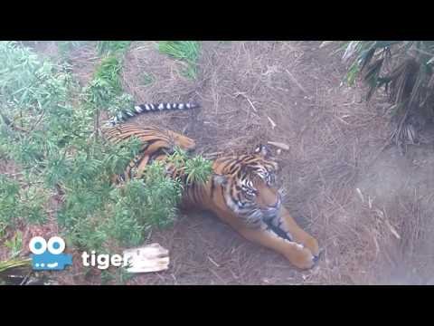 Zoo Cam - Tiger Cam at the San Diego Zoo Safari Park