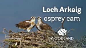 Arkaig osprey's third egg of the year - Loch Arkaig Osprey Cam (2020)