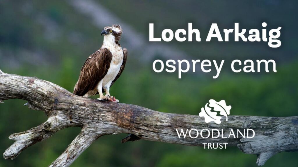 Owl attacks osprey nest at night - Loch Arkaig Osprey Cam (2020)