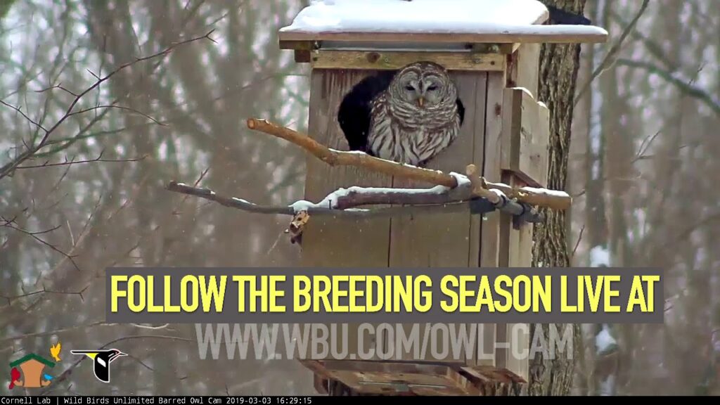 Watch the Live Barred Owl Cam - Wild Birds Unlimited