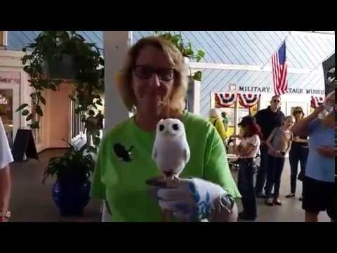 Live at Fisherman's Village Punta Gorda, Florida #PeaceRiverWildlifeCenter #Fishville #PuntaGorda