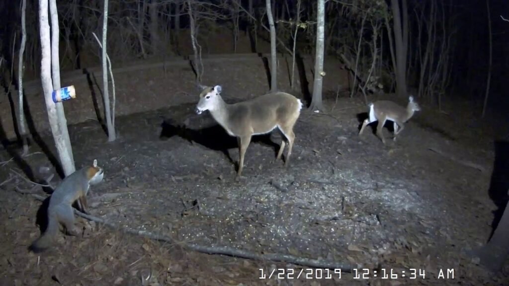 Grey Fox and Little Deer