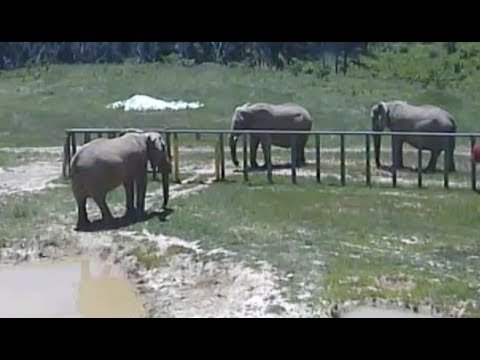 LIVE: Elephant Sanctuary in Tennessee | The Dodo LIVE