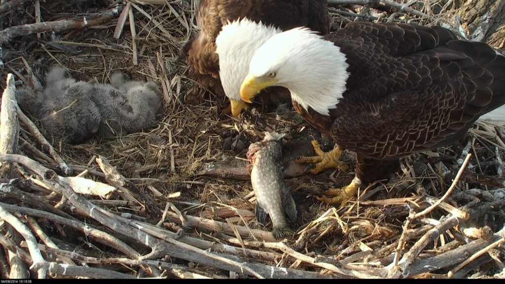 Minnesota DNR eagle camera