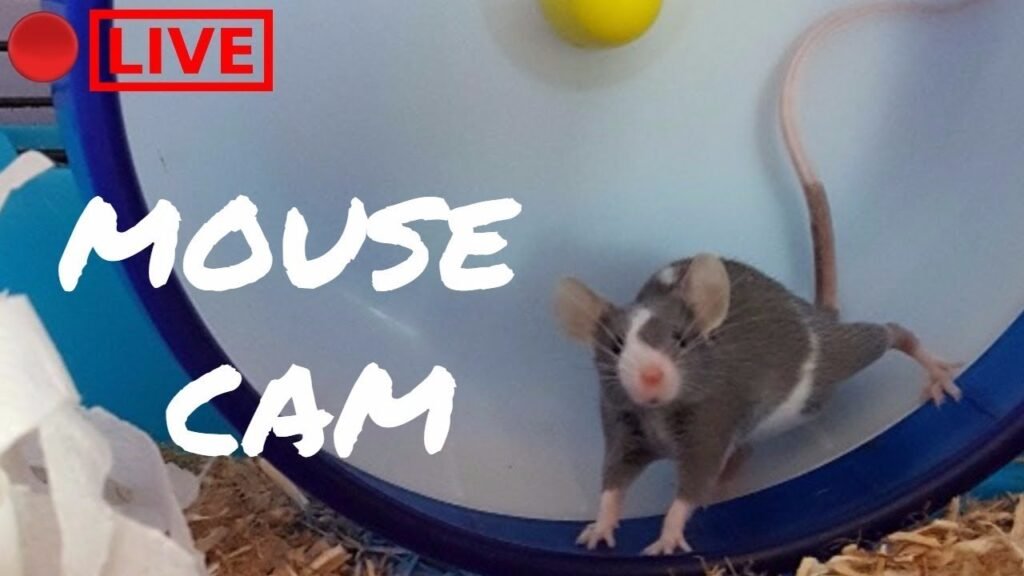 🔴 LIVE: Mouse Cam | #1