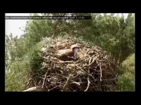 Red squirrel explores osprey nest at Loch of the Lowes