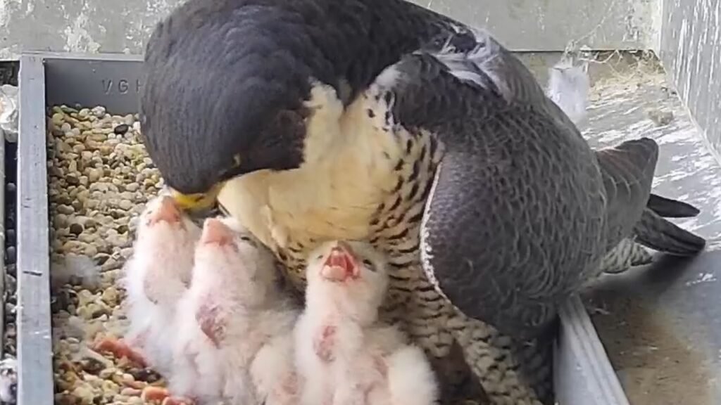 Melbourne CBD Peregrine Falcons Live Stream 2020/2021