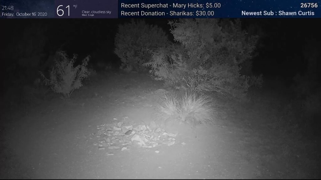 Live Deer Cam - Raccoons, Rabbits, Skunks - 24/7 Trivia - HD 1080P - Texas Wildlife