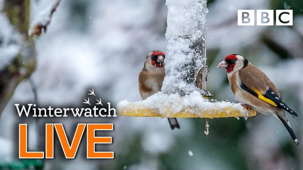 Cute wildlife cams UK 28 Jan 🦊❄️🐿 - BBC Winterwatch