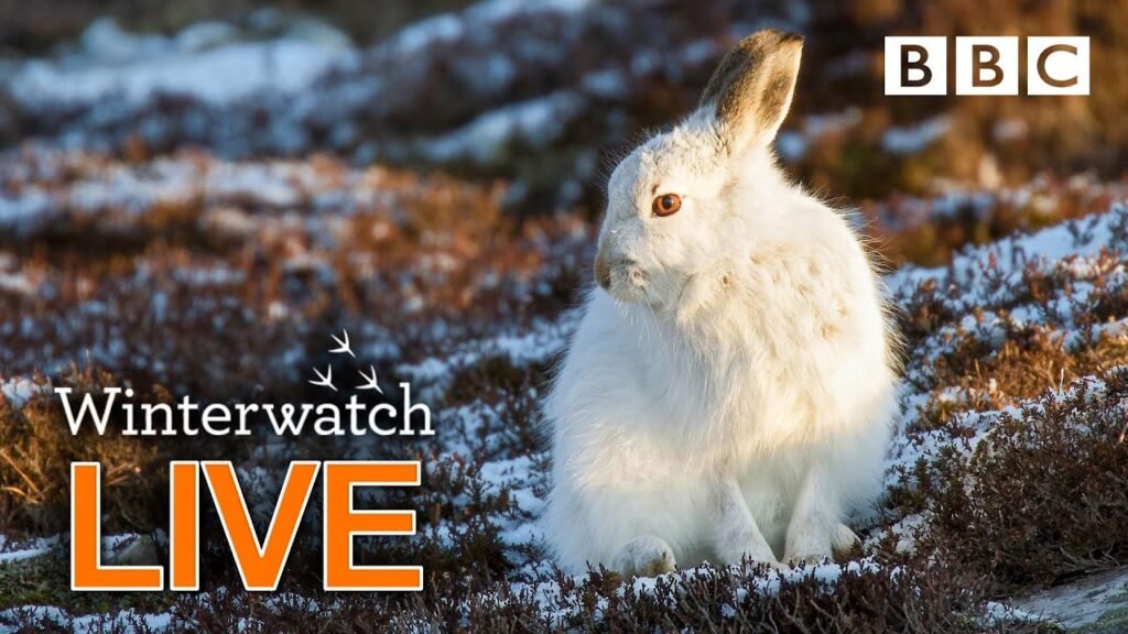 Cute wildlife cams UK 30 Jan 🦊❄️🐿 - BBC Winterwatch
