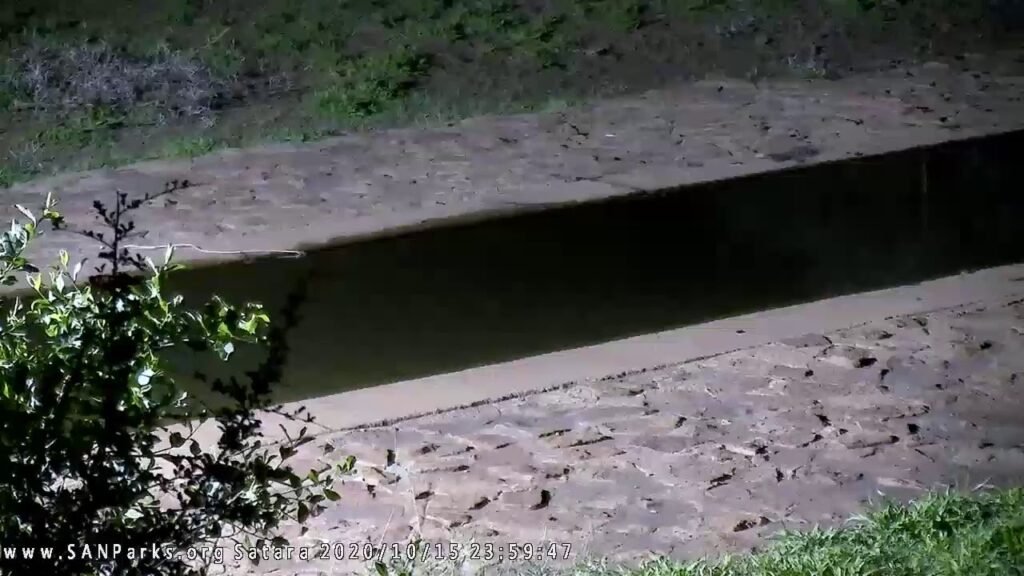 SANParks Satara Cam Live Stream