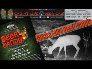 Bucks Love Deer Candy on Cajun's Live Deer Cam - In Memory of My Mom and Dad!