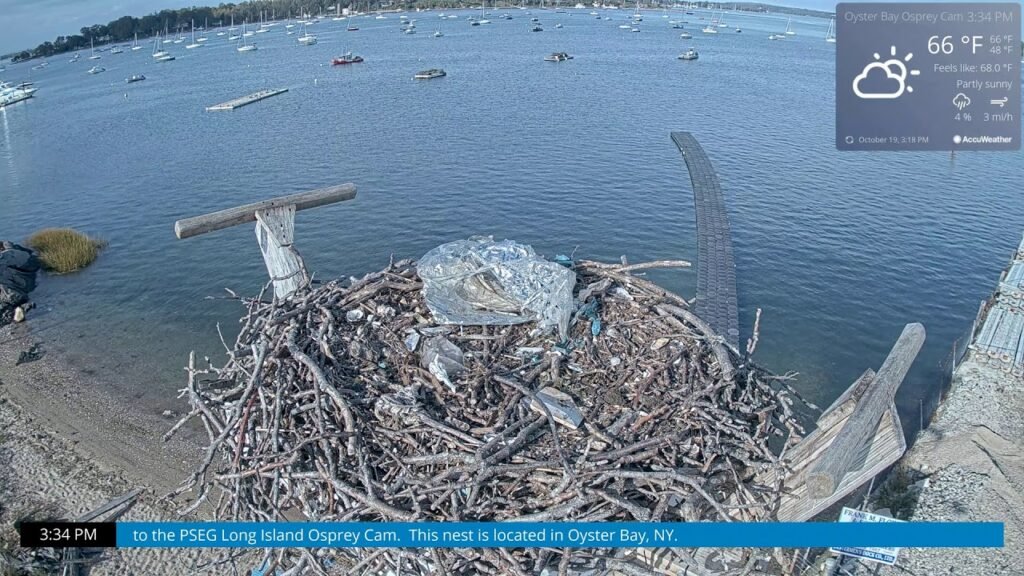 Osprey Cam Live 4K - Oyster Bay, NY