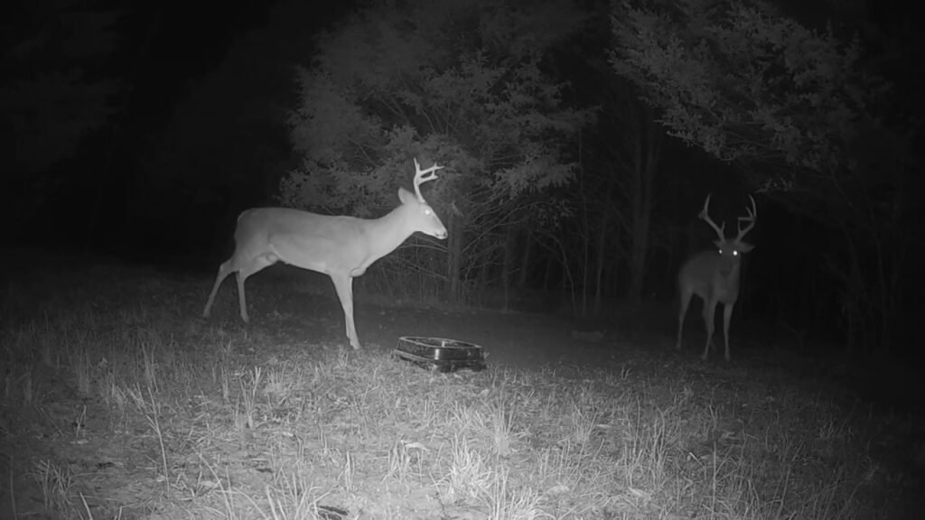 Buck rams Buck for Deer Candy on Cajuns Live Deer Cam